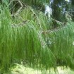 Mexican weeping pine (Pinus Patula) 10 seeds