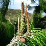 Mexican weeping pine (Pinus Patula) 30 seeds