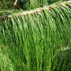 Mexican weeping pine (Pinus Patula) 30 seeds