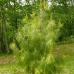 Mexican weeping pine (Pinus Patula) 30 seeds