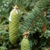 Meyers Spruce (Picea Meyeri) 5 seeds