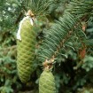 Meyers Spruce (Picea Meyeri) 10 seeds