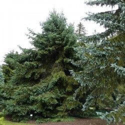 Meyers Spruce (Picea Meyeri) 20 seeds
