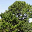 Monterey Pine (Pinus Radiata) 5 seeds