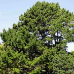 Monterey Pine (Pinus Radiata) 15 seeds