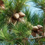 Monterey Pine (Pinus Radiata) 5 seeds