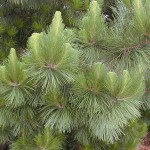Monterey Pine (Pinus Radiata) 5 seeds