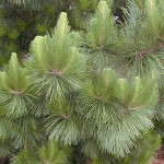 Monterey Pine (Pinus Radiata) 15 seeds