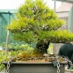 Monterey Pine (Pinus Radiata) 5 seeds