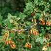 Montpelier Maple (Acer Monspessulanum) 4 seeds
