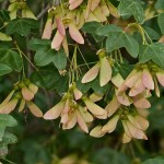 Montpelier Maple (Acer Monspessulanum) 4 seeds