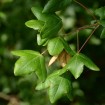 Montpelier Maple (Acer Monspessulanum) 4 seeds