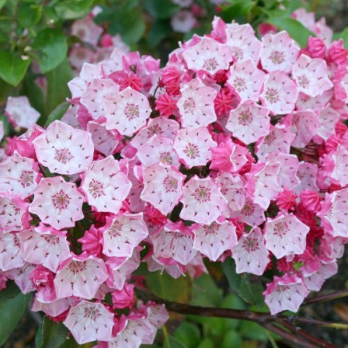 Mountain Laurel (Kalmia Latifolia) 50 seeds