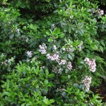 Mountain Laurel (Kalmia Latifolia) 50 seeds