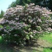 Mountain Laurel (Kalmia Latifolia) 50 seeds