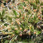 Mountain Mahogany (Cercocarpus Montanus) 50 seeds