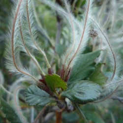 Mountain Mahogany (Cercocarpus Montanus) 10 seeds