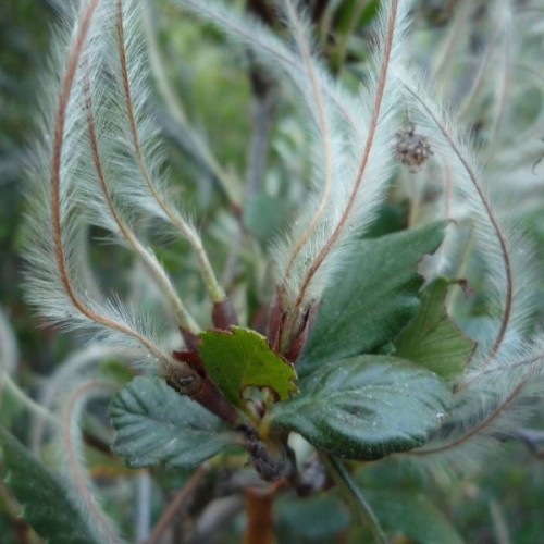 Mountain Mahogany (Cercocarpus Montanus) 25 seeds