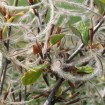 Mountain Mahogany (Cercocarpus Montanus) 10 seeds