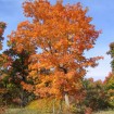 Mountain Maple (Acer Spicatum) 25 seeds
