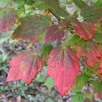 Mountain Maple (Acer Spicatum) 10 seeds