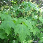 Mountain Maple (Acer Spicatum) 10 seeds