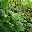 Mountain Maple (Acer Spicatum) 25 seeds