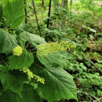 Mountain Maple (Acer Spicatum) 10 seeds