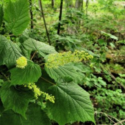 Mountain Maple (Acer Spicatum) 25 seeds