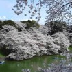 Mountain White Sakura (Prunus Serrulata) 5 seeds