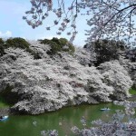 Mountain White Sakura (Prunus Serrulata) 10 seeds