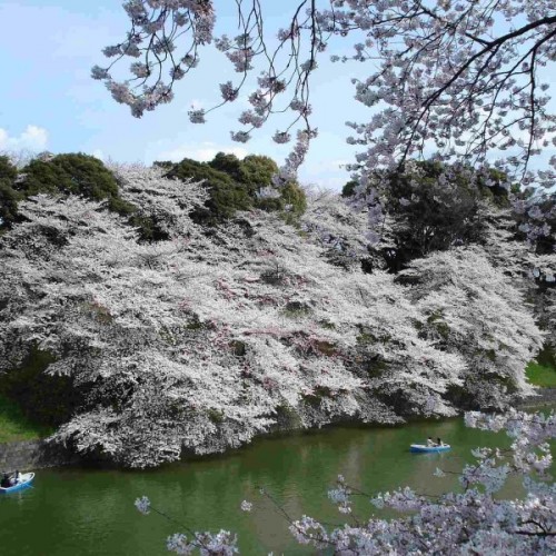 Mountain White Sakura (Prunus Serrulata) 5 seeds