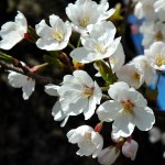 Mountain White Sakura (Prunus Serrulata) 5 seeds