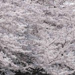 Mountain White Sakura (Prunus Serrulata) 10 seeds