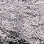 Mountain White Sakura (Prunus Serrulata) 5 seeds