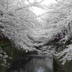 Mountain White Sakura (Prunus Serrulata) 5 seeds