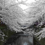 Mountain White Sakura (Prunus Serrulata) 10 seeds