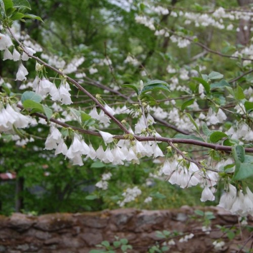 Mountain Silverbell (Halesia Tetraptera) 15 seeds