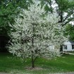 Mountain Silverbell (Halesia Tetraptera) 15 seeds