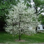 Mountain Silverbell (Halesia Tetraptera) 5 seeds