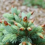 Mountain Spruce (Picea Engelmannii) 25 seeds