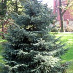 Mountain Spruce (Picea Engelmannii) 50 seeds