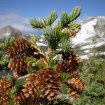 Mountain Spruce (Picea Engelmannii) 500 seeds