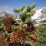 Mountain Spruce (Picea Engelmannii) 25 seeds