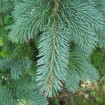 Mountain Spruce (Picea Engelmannii) 500 seeds