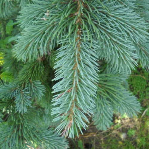 Mountain Spruce (Picea Engelmannii) 25 seeds