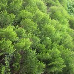 Nana Chinese Arborvitae (Thuja Orientalis Compacta) 200 seeds