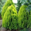 Nana Chinese Arborvitae (Thuja Orientalis Compacta) 5 seeds