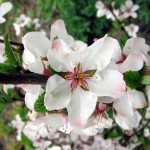 Nanking Cherry (Prunus Tomentosa) 5 seeds