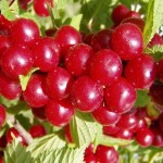 Nanking Cherry (Prunus Tomentosa) 10 seeds